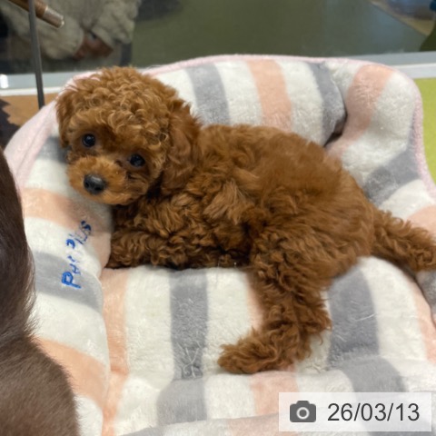福岡県のトイプードル(トイ) (ペットプラス MARK IS 福岡ももち店/2026年1月8日生まれ/男の子/レッド)の子犬の4枚目の画像