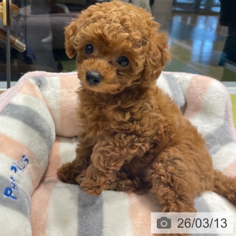 福岡県のトイプードル(トイ) (ペットプラス MARK IS 福岡ももち店/2026年1月8日生まれ/男の子/レッド)の子犬の3枚目の画像