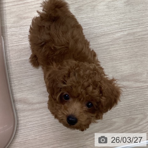 長崎県のトイプードル(トイ) (ペットプラス 長崎店/2026年1月8日生まれ/男の子/レッド)の子犬の3枚目の画像