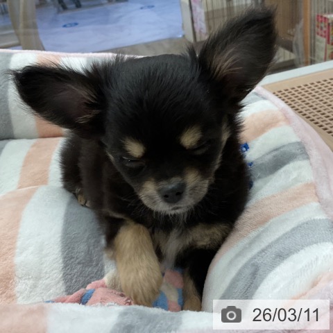 福岡県のチワワ(ロング) (ペットプラス 春日店/2026年1月6日生まれ/女の子/ブラックタンホワイト)の子犬の4枚目の画像