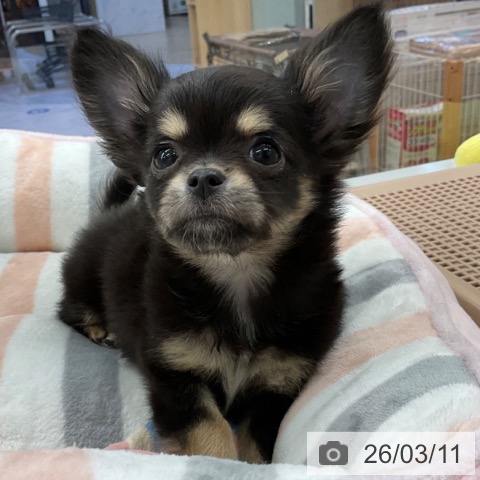 福岡県のチワワ(ロング) (ペットプラス 春日店/2026年1月6日生まれ/女の子/ブラックタンホワイト)の子犬の3枚目の画像