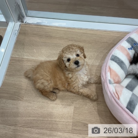 愛知県のトイプードル(トイ) (ペットプラス 東浦店/2026年1月7日生まれ/男の子/アプリコット)の子犬の4枚目の画像