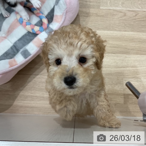 愛知県のトイプードル(トイ) (ペットプラス 東浦店/2026年1月7日生まれ/男の子/アプリコット)の子犬の3枚目の画像