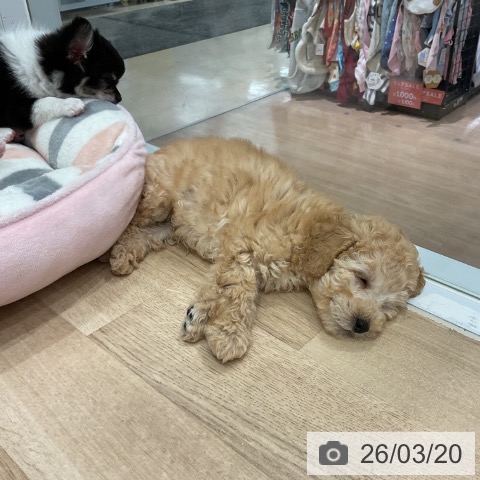 トイ・プードルの写真