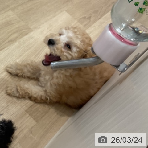 愛知県のトイプードル(トイ) (ペットプラス 東浦店/2026年1月7日生まれ/男の子/アプリコット)の子犬の3枚目の画像