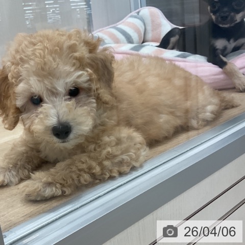 愛知県のトイプードル(トイ) (ペットプラス 東浦店/2026年1月7日生まれ/男の子/アプリコット)の子犬の3枚目の画像