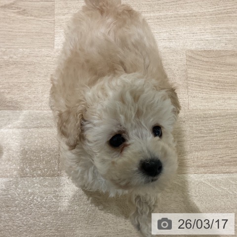 三重県のトイプードル(トイ) (ペットプラス 鈴鹿店/2026年1月7日生まれ/男の子/クリーム)の子犬の4枚目の画像