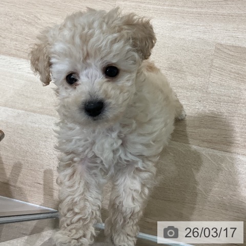 三重県のトイプードル(トイ) (ペットプラス 鈴鹿店/2026年1月7日生まれ/男の子/クリーム)の子犬の3枚目の画像