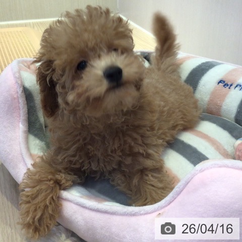 富山県のトイプードル(トイ) (ペットプラス となみ店/2026年1月9日生まれ/男の子/アプリコット)の子犬の4枚目の画像