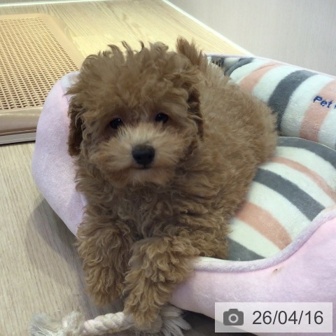 富山県のトイプードル(トイ) (ペットプラス となみ店/2026年1月9日生まれ/男の子/アプリコット)の子犬の3枚目の画像