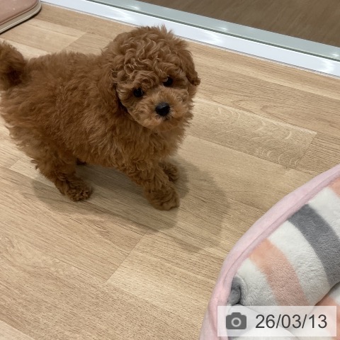 トイ・プードルの写真