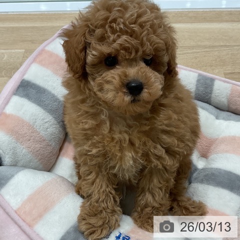 トイ・プードルの写真