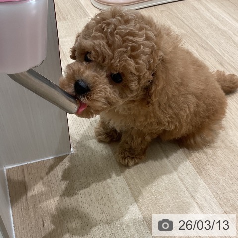 トイ・プードルの写真