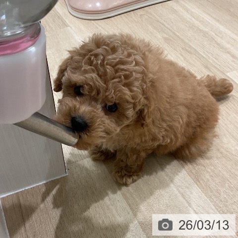 トイ・プードルの写真