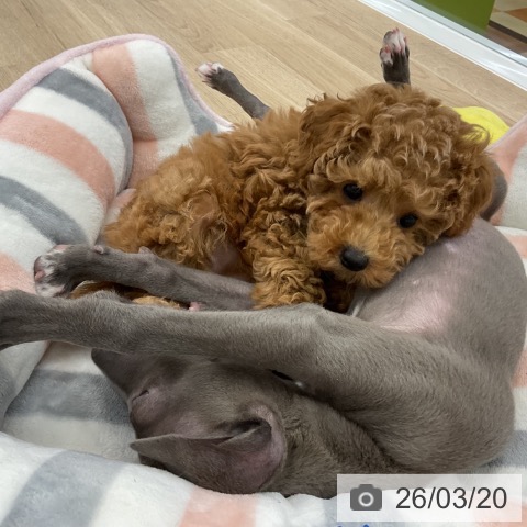 トイ・プードルの写真