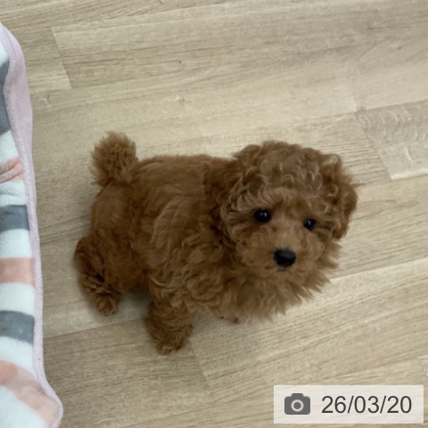 愛知県のトイプードル(トイ) (ペットプラス みなと店/2026年1月9日生まれ/女の子/アプリコット)の子犬の4枚目の画像