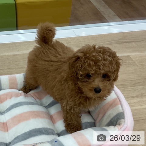 愛知県のトイプードル(トイ) (ペットプラス みなと店/2026年1月9日生まれ/女の子/アプリコット)の子犬の3枚目の画像