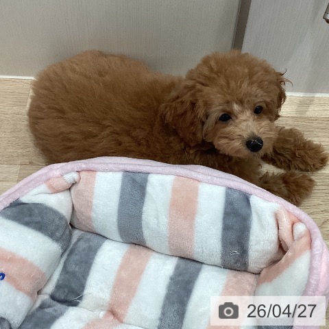 トイ・プードルの写真