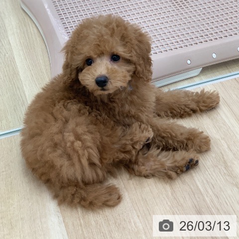 岐阜県のトイプードル(トイ) (ペットプラス 光ケ丘店/2026年1月4日生まれ/男の子/レッド)の子犬の4枚目の画像