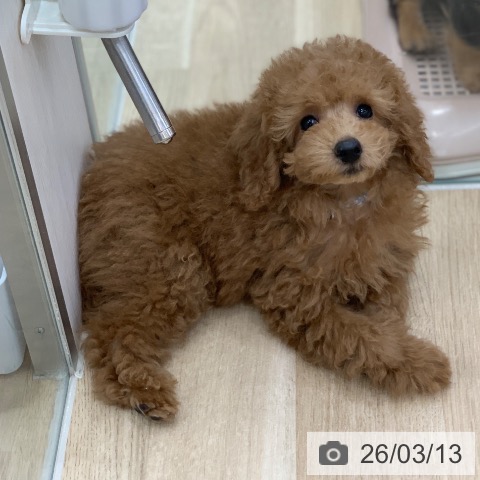 岐阜県のトイプードル(トイ) (ペットプラス 光ケ丘店/2026年1月4日生まれ/男の子/レッド)の子犬の3枚目の画像