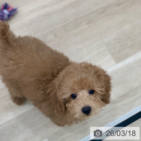 岐阜県のトイプードル(トイ) (ペットプラス 光ケ丘店/2026年1月4日生まれ/男の子/レッド)の子犬の3枚目の画像