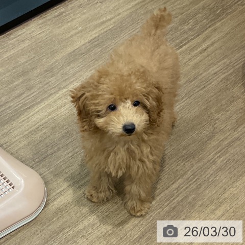 愛知県のトイプードル(トイ) (ペッツワン 東海店/2026年1月4日生まれ/男の子/レッド)の子犬の3枚目の画像