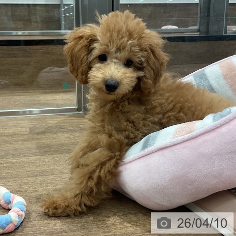 愛知県のトイプードル(トイ) (ペッツワン 東海店/2026年1月4日生まれ/男の子/レッド)の子犬の4枚目の画像
