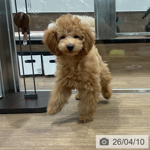 愛知県のトイプードル(トイ) (ペッツワン 東海店/2026年1月4日生まれ/男の子/レッド)の子犬の3枚目の画像