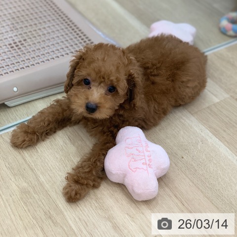 岐阜県のトイプードル(トイ) (ペットプラス 光ケ丘店/2026年1月4日生まれ/男の子/レッド)の子犬の4枚目の画像