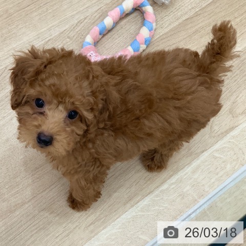 岐阜県のトイプードル(トイ) (ペットプラス 光ケ丘店/2026年1月4日生まれ/男の子/レッド)の子犬の4枚目の画像