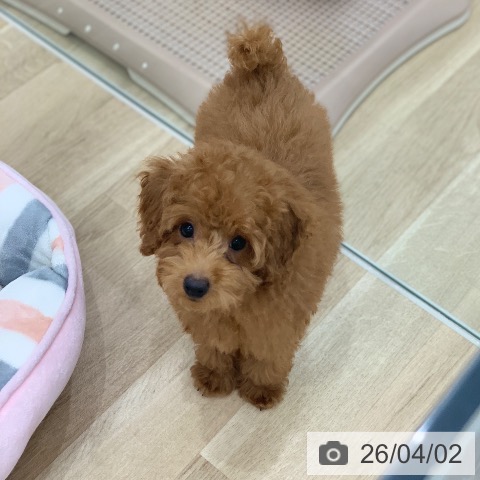 岐阜県のトイプードル(トイ) (ペットプラス 光ケ丘店/2026年1月4日生まれ/男の子/レッド)の子犬の4枚目の画像