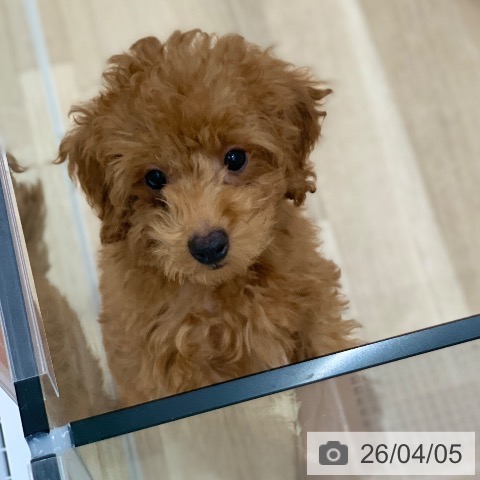 岐阜県のトイプードル(トイ) (ペットプラス 光ケ丘店/2026年1月4日生まれ/男の子/レッド)の子犬の4枚目の画像