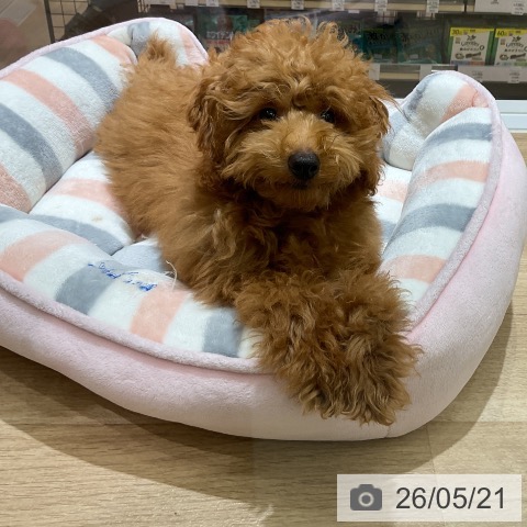 愛知県のトイプードル(トイ) (ペットプラス イオンモール豊川店/2026年1月4日生まれ/男の子/レッド)の子犬の4枚目の画像