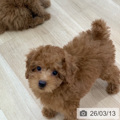 岐阜県のトイプードル(トイ) (ペットプラス 光ケ丘店/2026年1月4日生まれ/男の子/レッド)の子犬の3枚目の画像