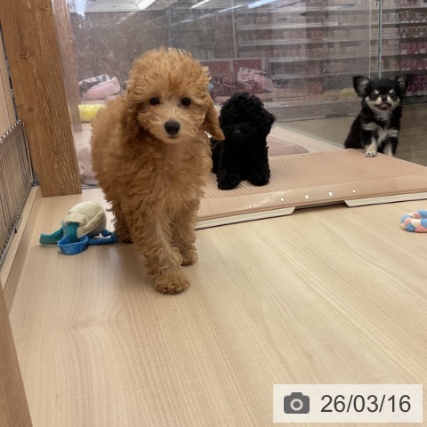 三重県のトイプードル(トイ) (ペッツワン 桑名店/2026年1月4日生まれ/女の子/アプリコット)の子犬の3枚目の画像