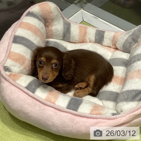 カニーンヘン・ダックスフンドの写真