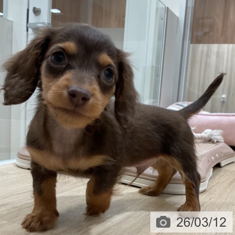 カニーンヘン・ダックスフンドの写真