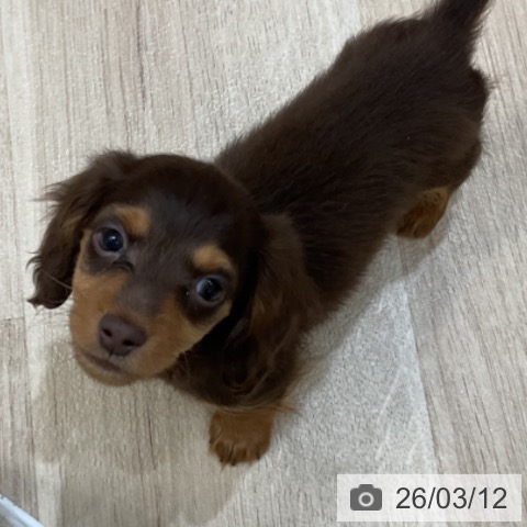 カニーンヘン・ダックスフンドの写真