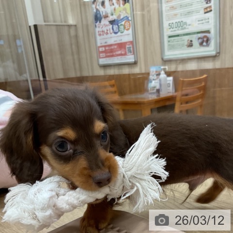 カニーンヘン・ダックスフンドの写真