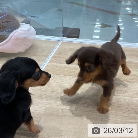 カニーンヘン・ダックスフンドの写真