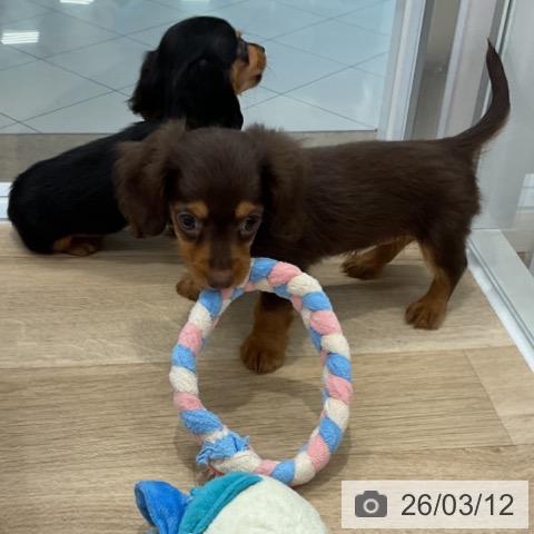 カニーンヘン・ダックスフンドの写真