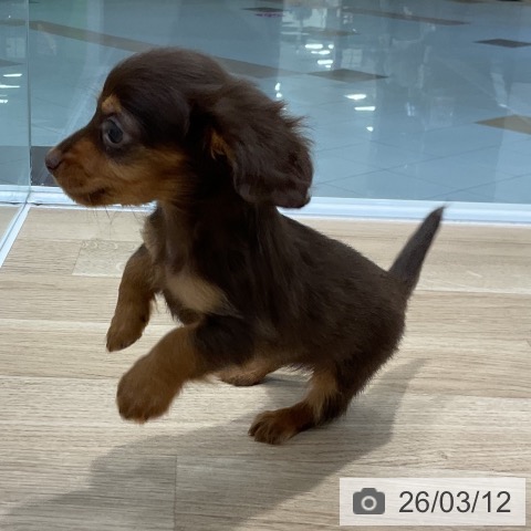 カニーンヘン・ダックスフンドの写真