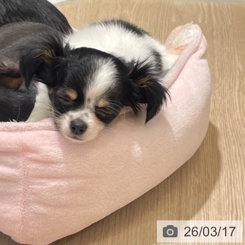 富山県のチワワ(ロング) (ペットプラス 高岡店/2026年1月5日生まれ/女の子/ホワイトブラックタン)の子犬の3枚目の画像