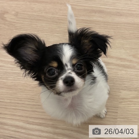 福井県のチワワ(ロング) (ペットプラス 福井店/2026年1月5日生まれ/女の子/ホワイトブラックタン)の子犬の4枚目の画像