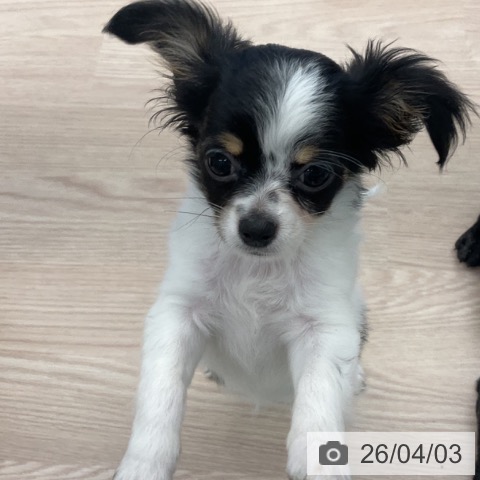 福井県のチワワ(ロング) (ペットプラス 福井店/2026年1月5日生まれ/女の子/ホワイトブラックタン)の子犬の3枚目の画像