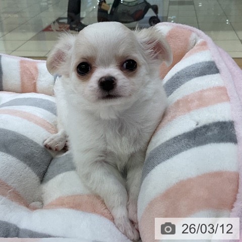 チワワの写真