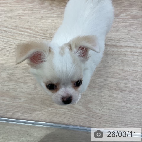 チワワの写真