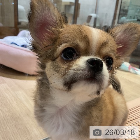 愛知県のチワワ(ロング) (ペットプラス 岡崎店/2026年1月8日生まれ/男の子/レッドホワイト)の子犬の4枚目の画像