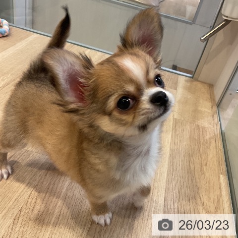 愛知県のチワワ(ロング) (ペットプラス イオンモール豊川店/2026年1月8日生まれ/男の子/レッドホワイト)の子犬の4枚目の画像