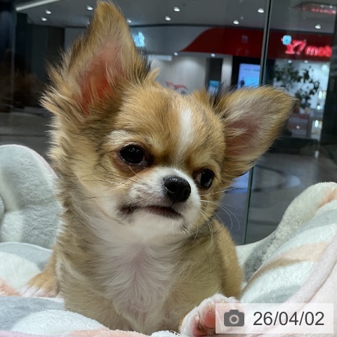 愛知県のチワワ(ロング) (ペットプラス イオンモール豊川店/2026年1月8日生まれ/男の子/レッドホワイト)の子犬の4枚目の画像